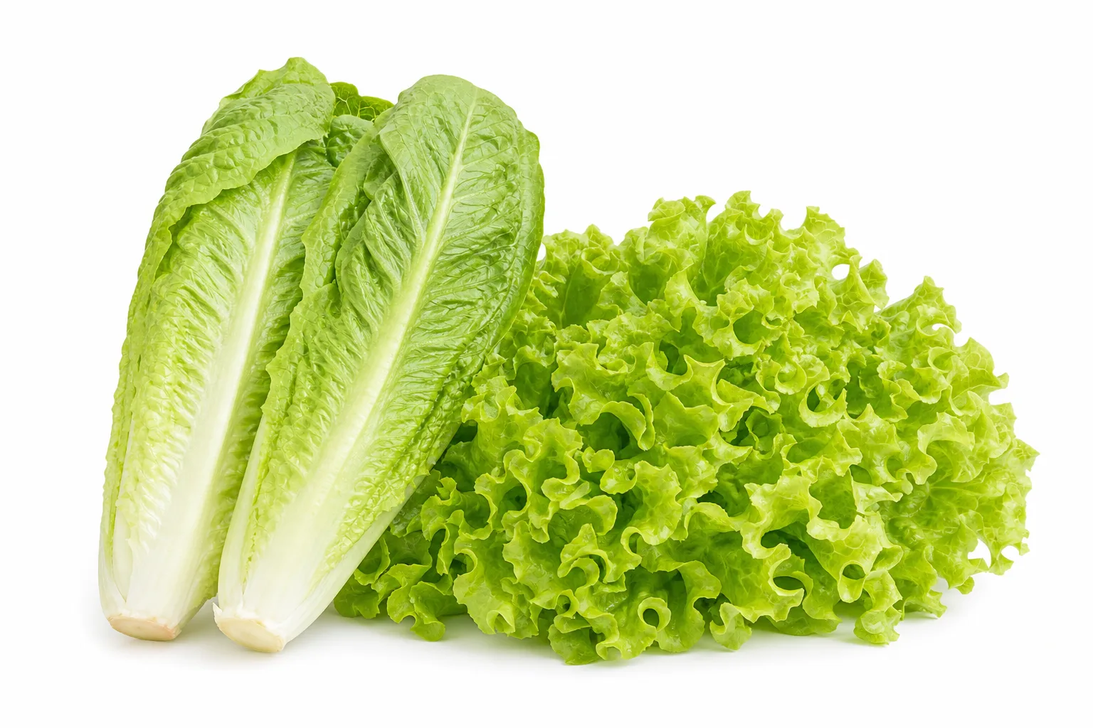 Lettuce, view 2